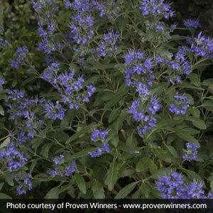 Proven Winners? Beyond Midnight? Bluebeard