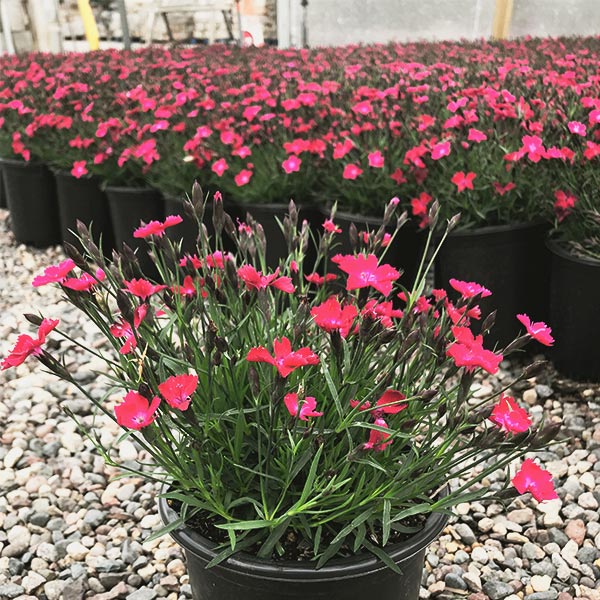 Kahori&reg; Scarlet Dianthus