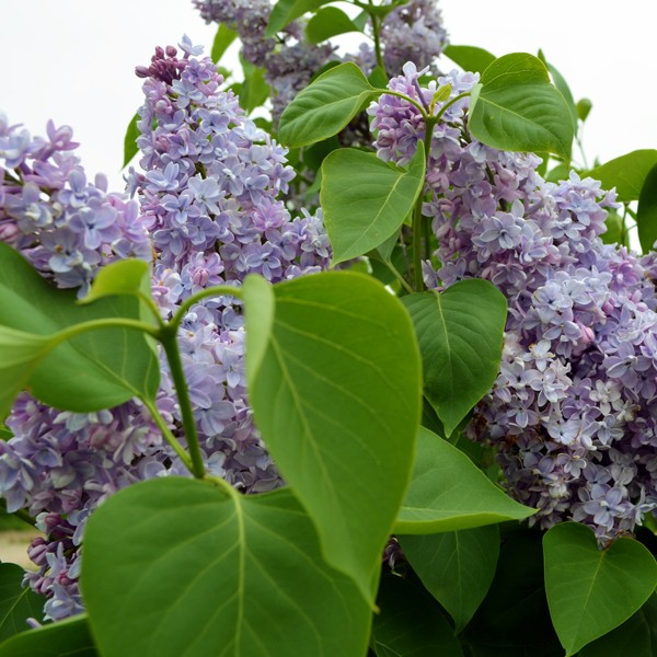 President Grevy Lilac