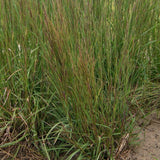 Little Bluestem Grass