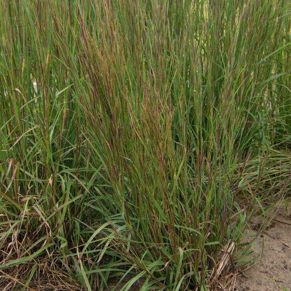 Little Bluestem Grass