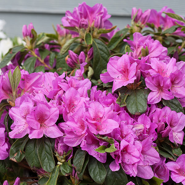 Bloom-A-Thon&reg; Lavender Reblooming Azalea