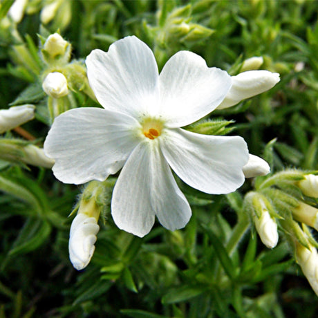 White Delight Phlox