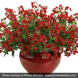 Sunsatia&reg; Cranberry Nemesia