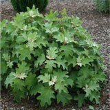 Pee Wee Dwarf Oakleaf Hydrangea