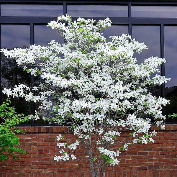 White Flowering Dogwood