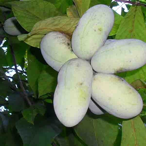 Prolific Pawpaw Tree