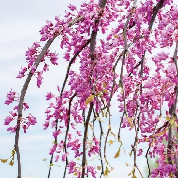 Golden Falls? Weeping Redbud Tree