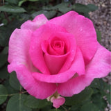 Beverly&trade; Eleganza&reg; Hybrid Tea Rose