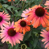 Butterfly Rainbow Marcella Coneflower