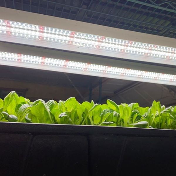 20W 2FT LED Propagation Luminaire 2 Pack - Nature Hills Nursery - Sun White Spectrum - 