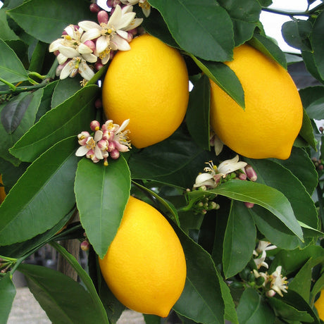 Cocktail Tree