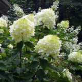 Silver Dollar Panicle Hydrangea