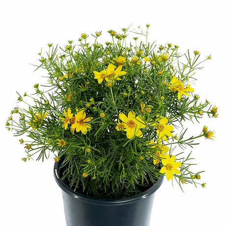 Zagreb Coreopsis