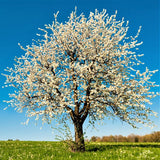 USDA Montmorency Cherry Tree