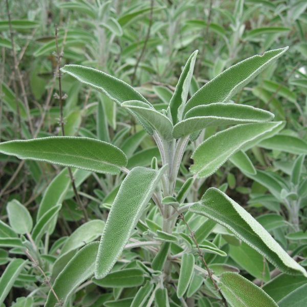 Sage Plant