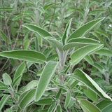 Sage Plant