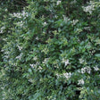 California Privet Hedge