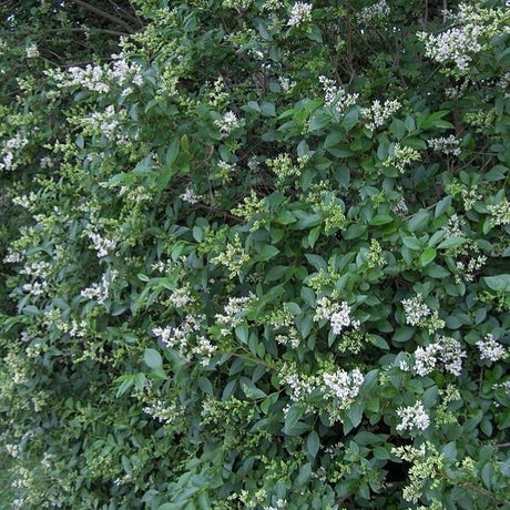 California Privet Hedge