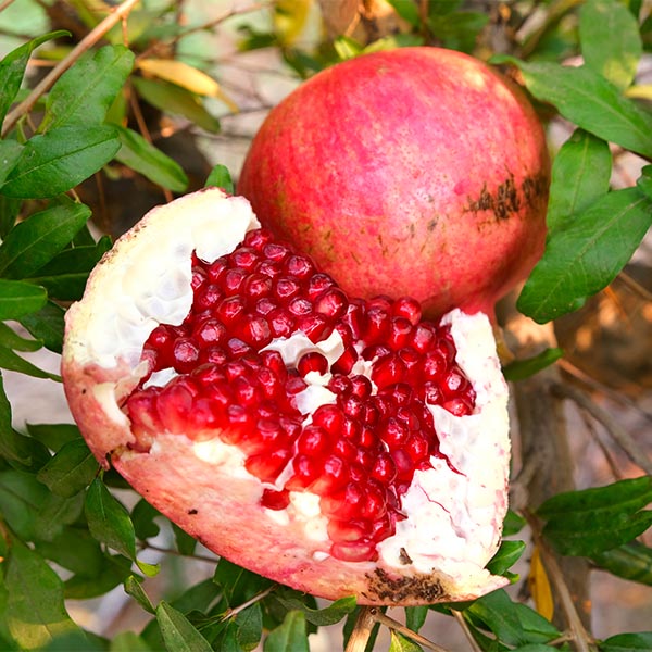 Tom's Red Pomegranate