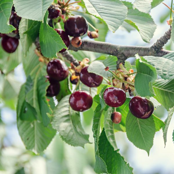 Juliet Dwarf Cherry Tree