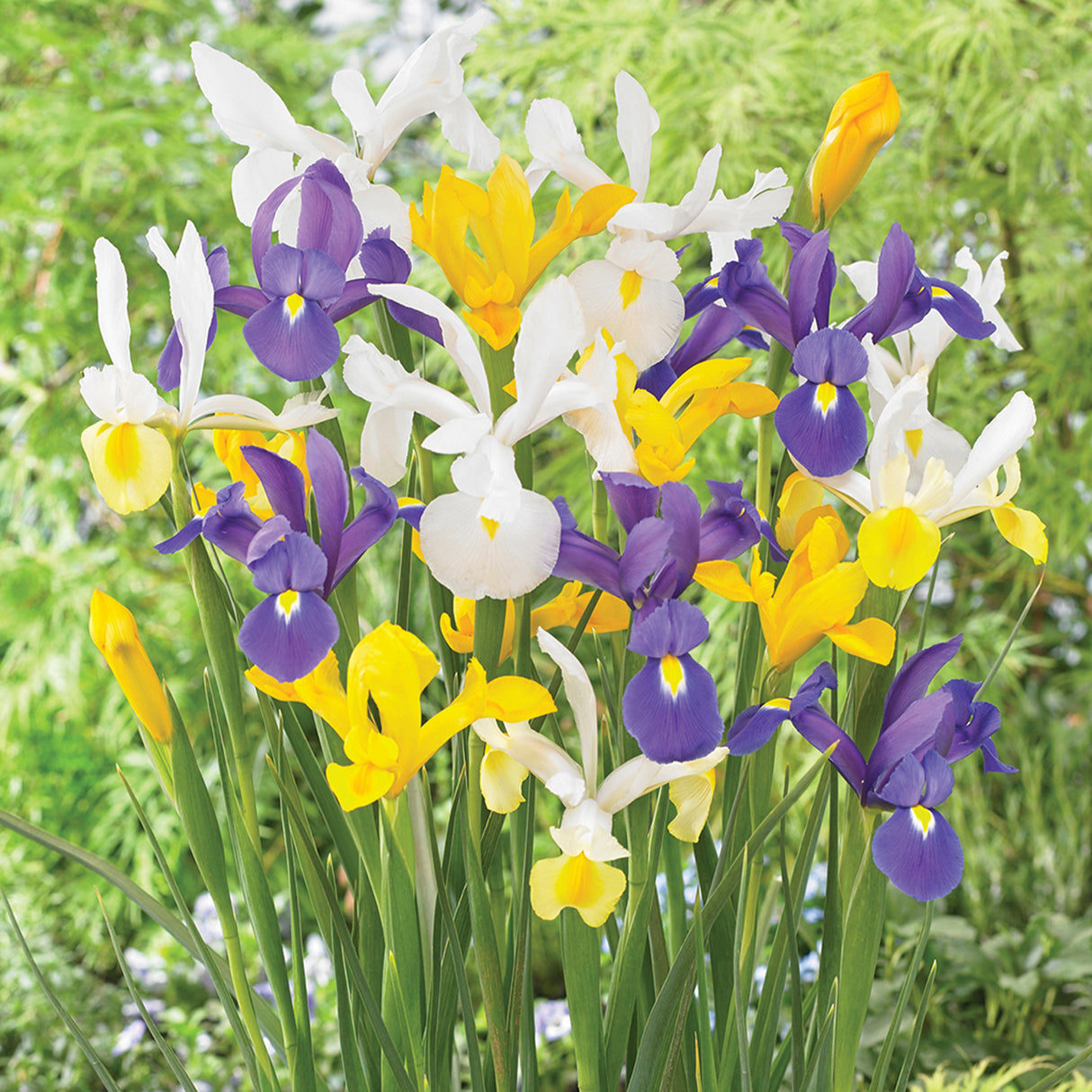 Dutch Iris Mammoth Mix Blooms