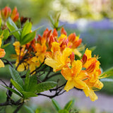 Sunbow&reg; Solar Flare&trade; Azalea