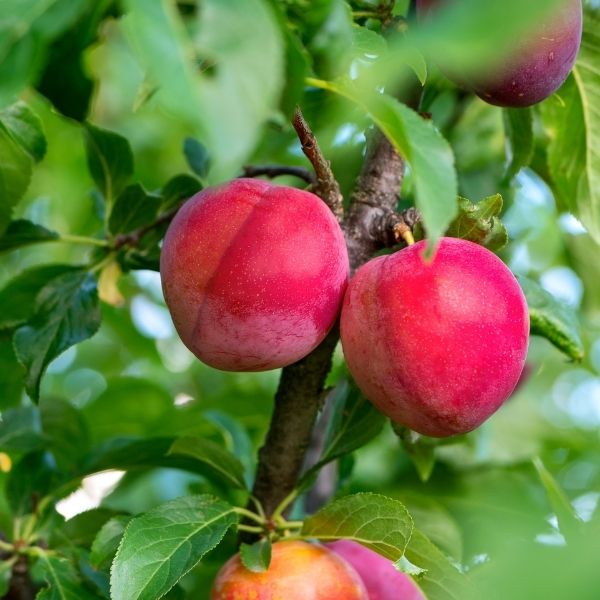 Ozark Premier Japanese Plum Tree