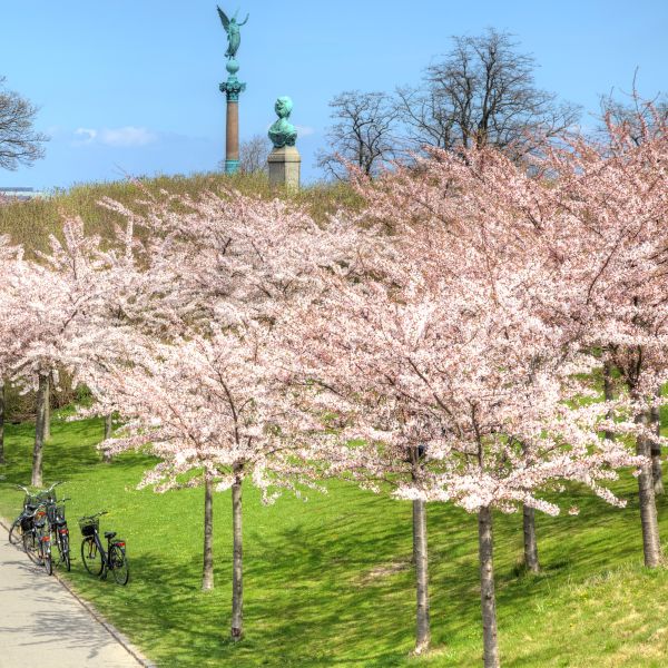 Shirofugen Flowering Cherry