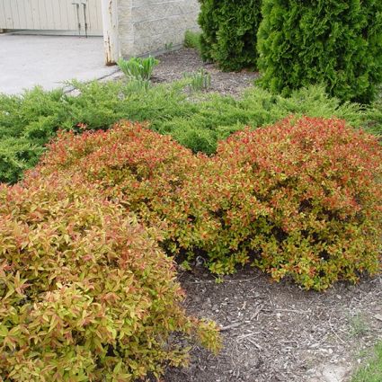 Flaming Mound Spirea