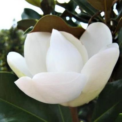 Bracken's Brown Beauty Magnolia