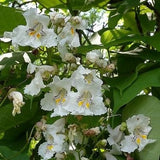 Northern Catalpa