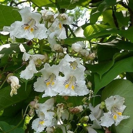 Northern Catalpa