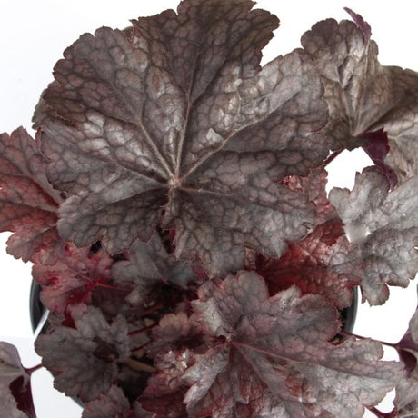 Plum Pudding Coral Bells