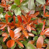 Red Tip Photinia