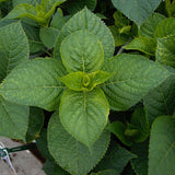 Let's Dance&reg; Blue Jangles&reg; Reblooming Hydrangea