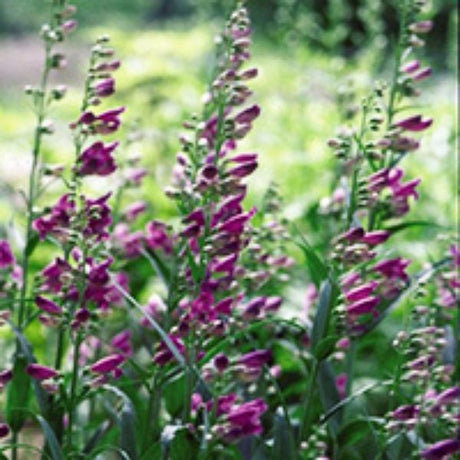 Penstemon Prairie Dusk