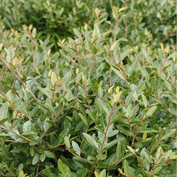 Dwarf Yaupon Holly