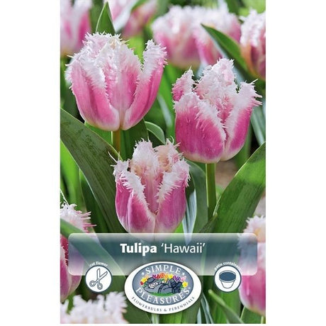 Hawaii Tulip