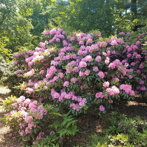 Roseum Pink Rhododendron