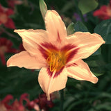 Siloam Dream Baby Daylily