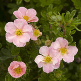 Pink Beauty Potentilla