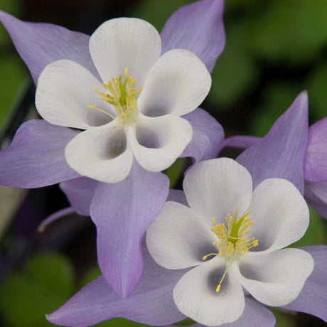 Blue & White Origami Columbine