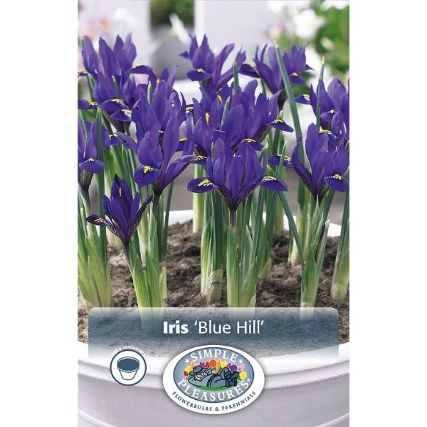 Blue Hill Dwarf Iris