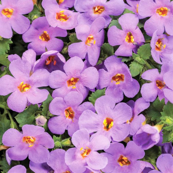 Snowstorm&reg; Blue Bacopa