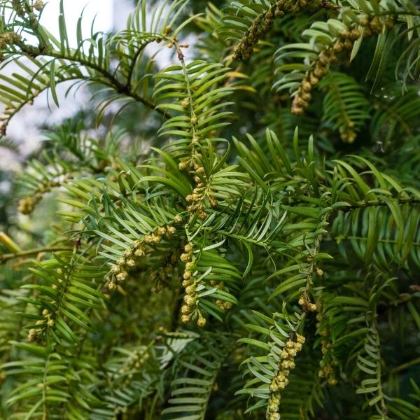 Japanese Plum Yew