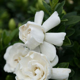 Crown Jewel Gardenia