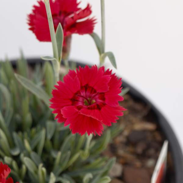 Fire Star Dianthus