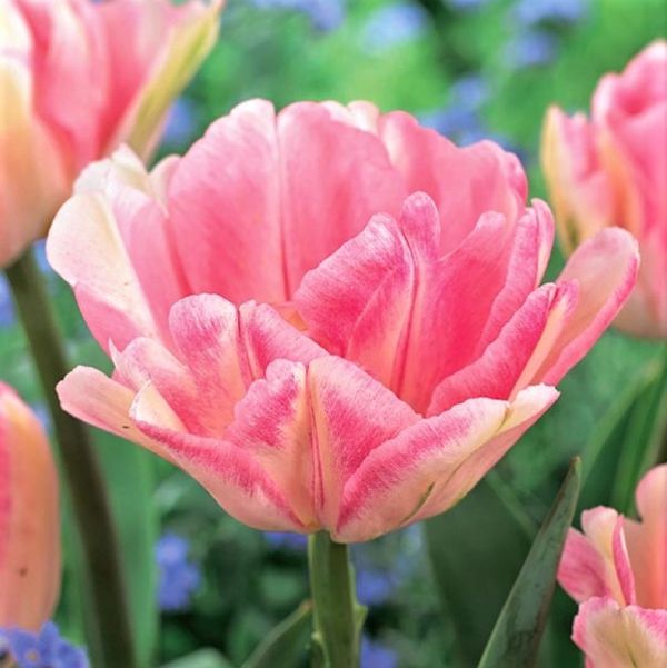 Foxtrot Tulip