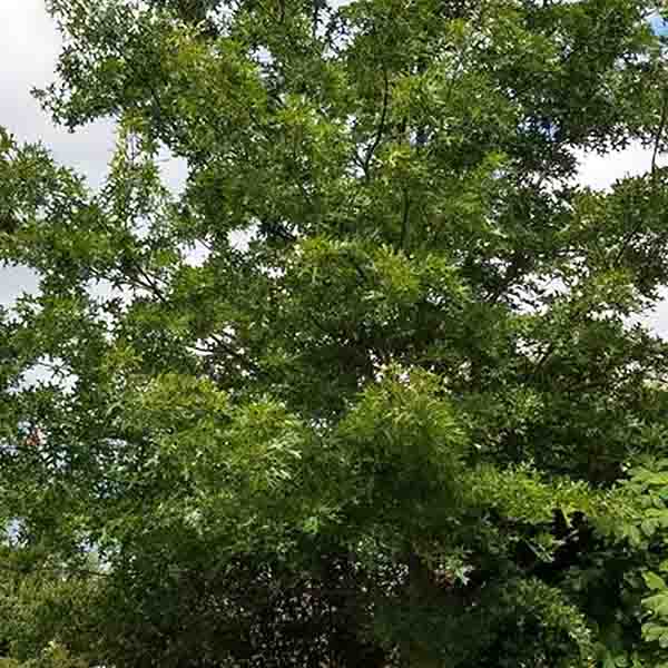 USDA Organic Scarlet Oak